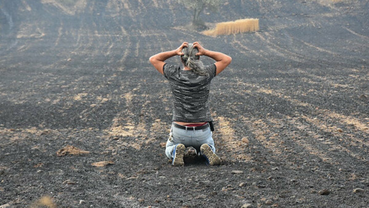 AKP'den orman yangını açıklaması: Mangal kömürü olarak ekonomiye kazandırılacak
