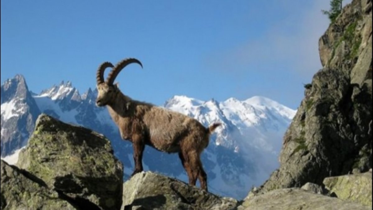 Bakanlık, Tunceli'de dağ keçilerini avlatmak için ihale açtı