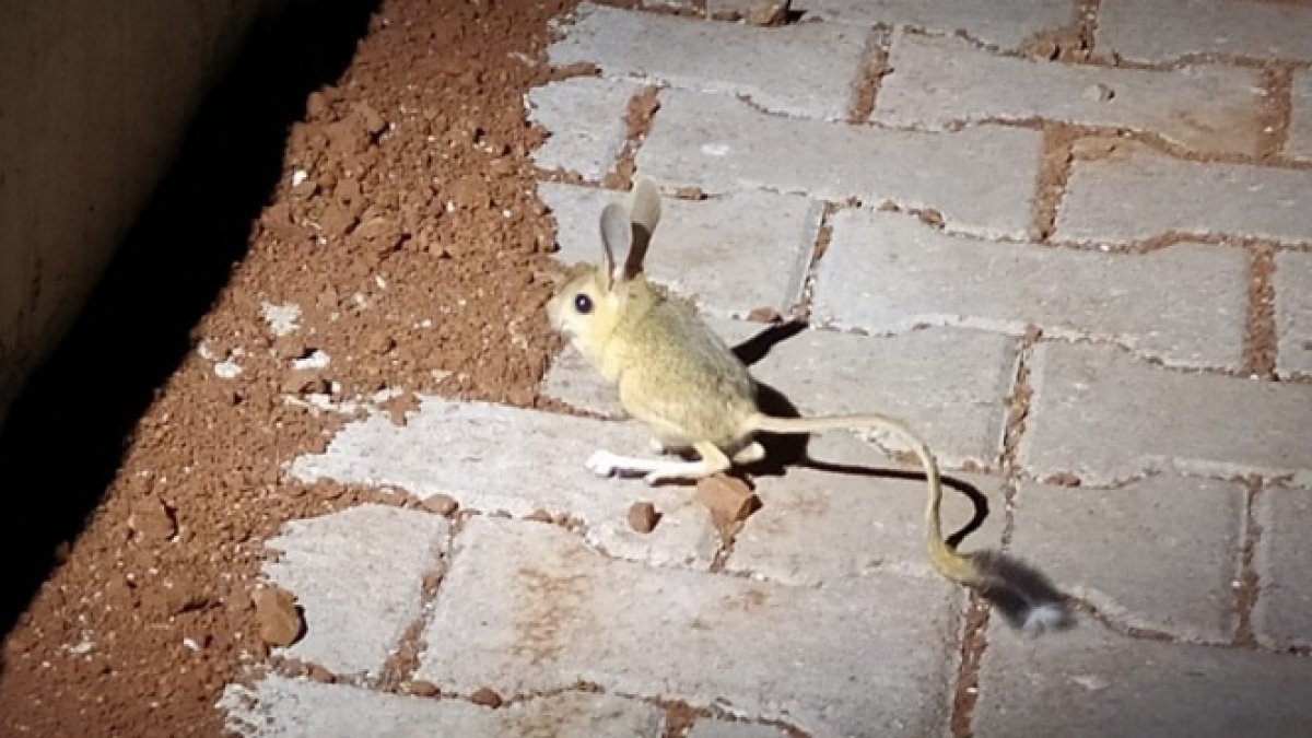 Adıyaman'da kanguru faresi görüldü