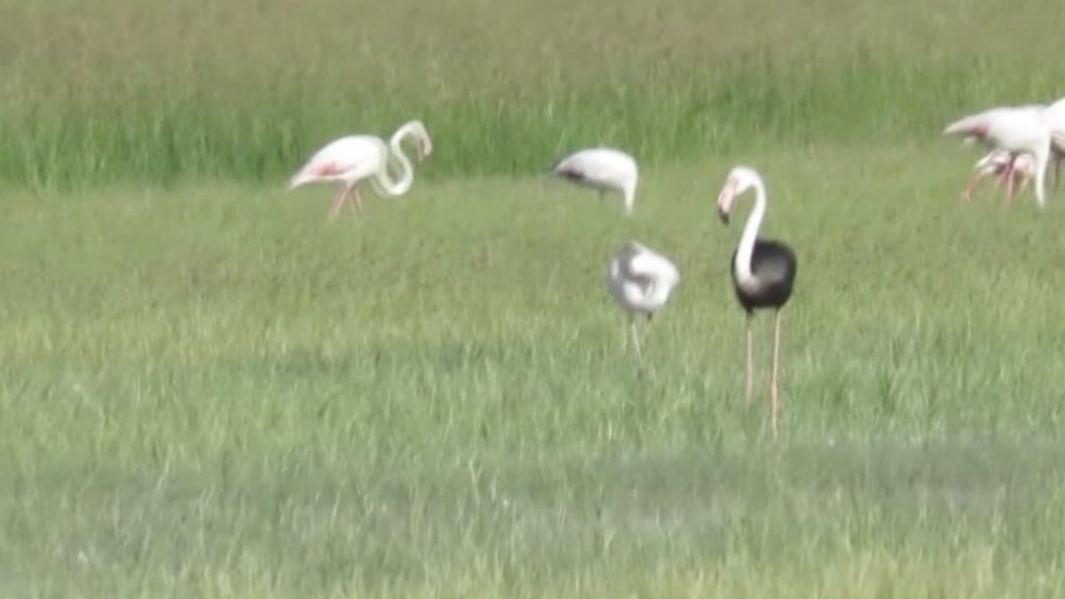 Siyah flamingo görüntülendi
