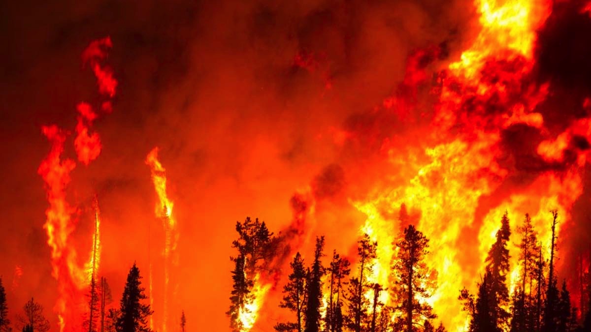 2019'da 2 bin 688 orman yangını çıktı, 11 bin hektar alan kül oldu