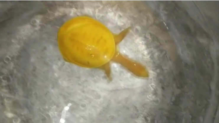 Nadir bulunan sarı kaplumbağa koruma altına alındı