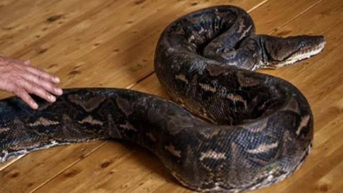 İnternet üzerinden piton yılanı satmaya çalışan kişi yakalandı
