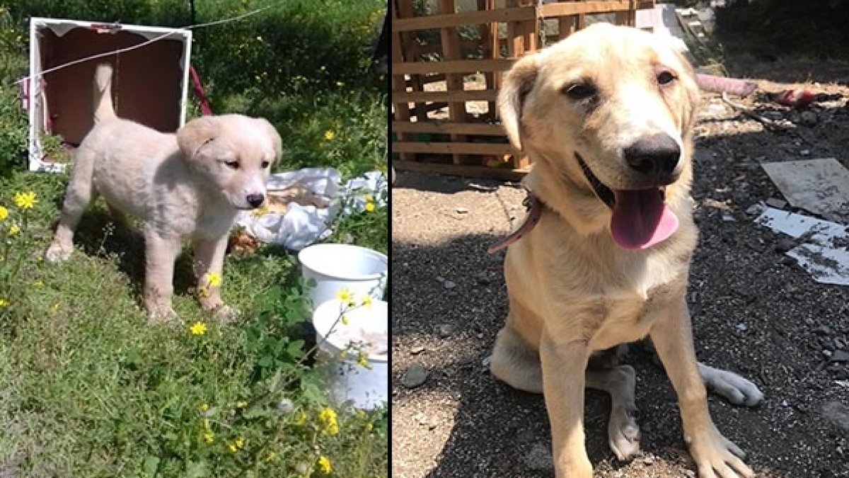 Köpeği yaraladıktan sonra gözaltına alınıp serbest bırakıldı, geri gelip öldürdü