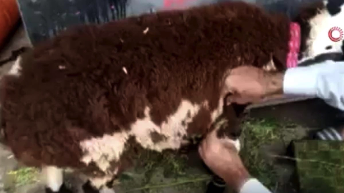 Kurbanlık koyun, üzerine yün yapıştırılmış keçi çıktı - VİDEO