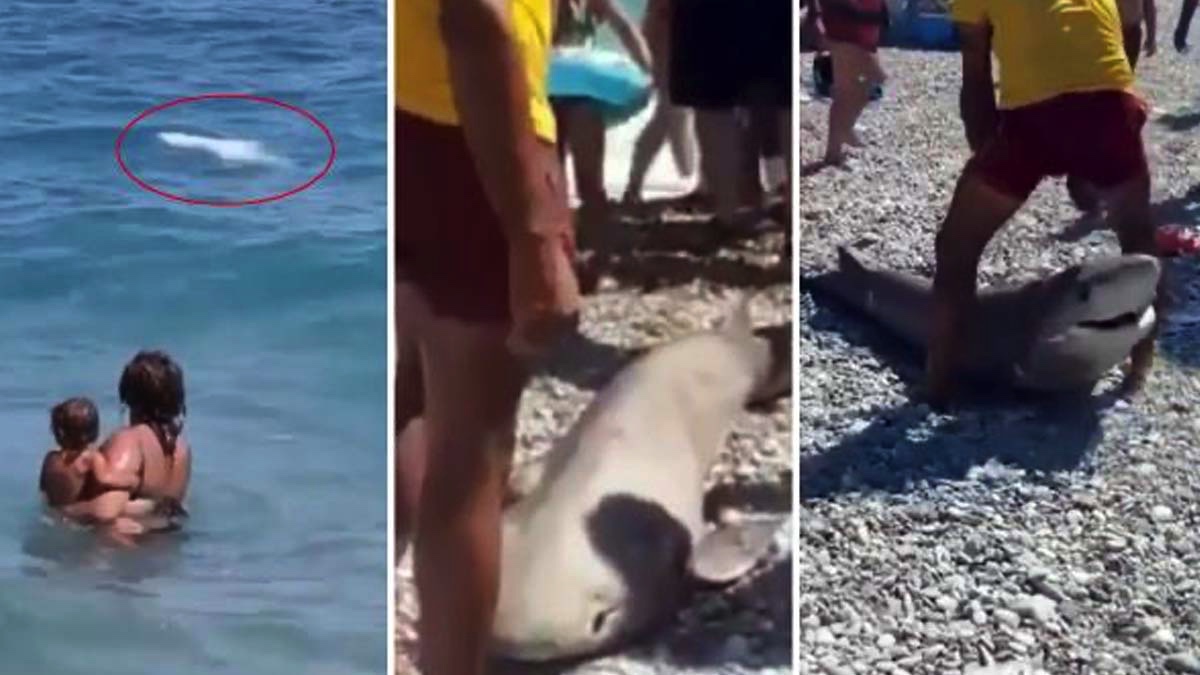 Antalya'da köpekbalığı paniği - VİDEO
