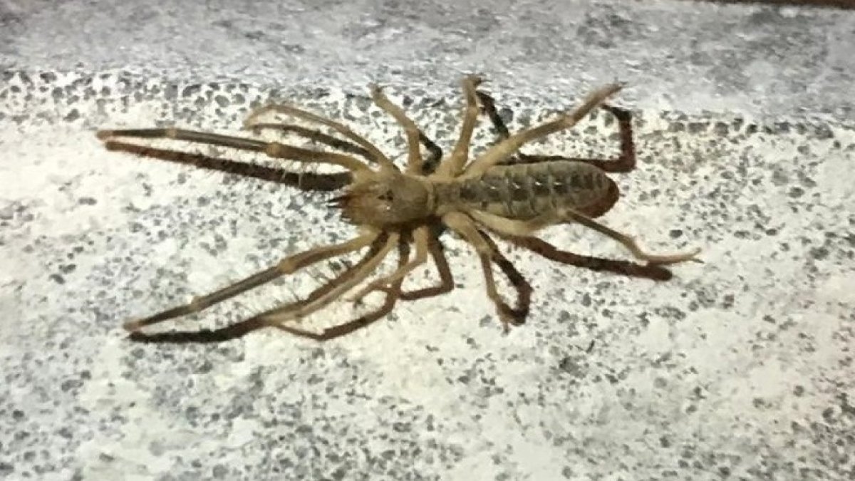 Etobur örümcek bu kez başka bir kentte ortaya çıktı