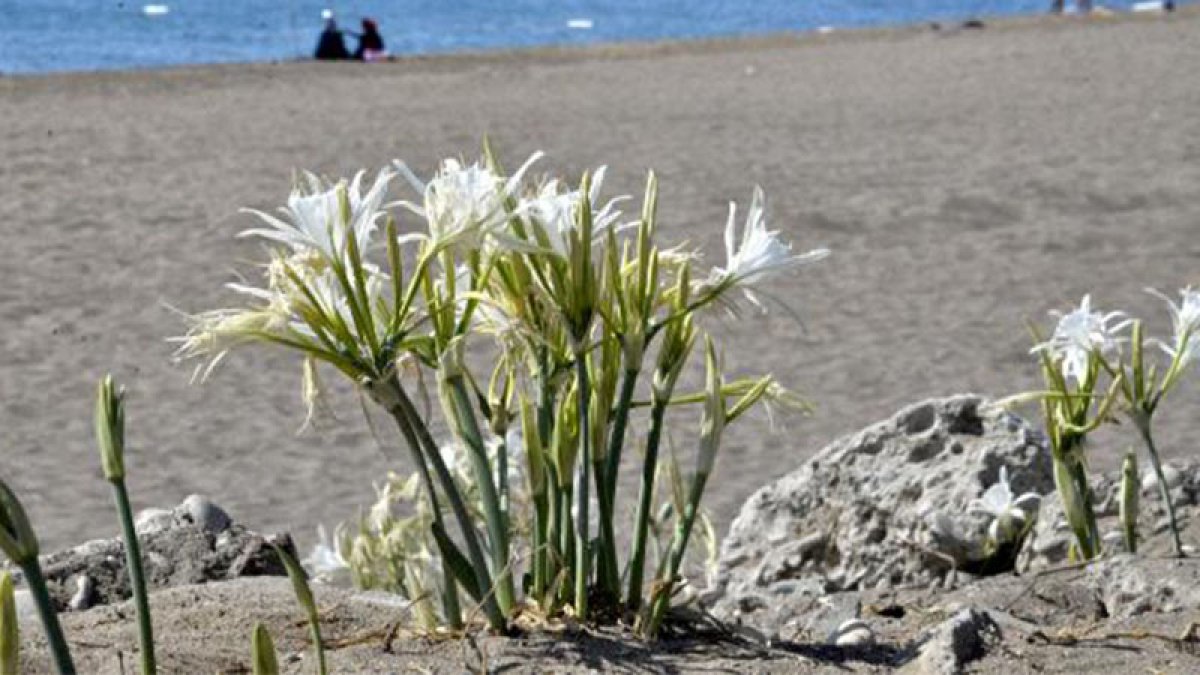 Bu çiçeği koparmanın cezası 75 bin TL