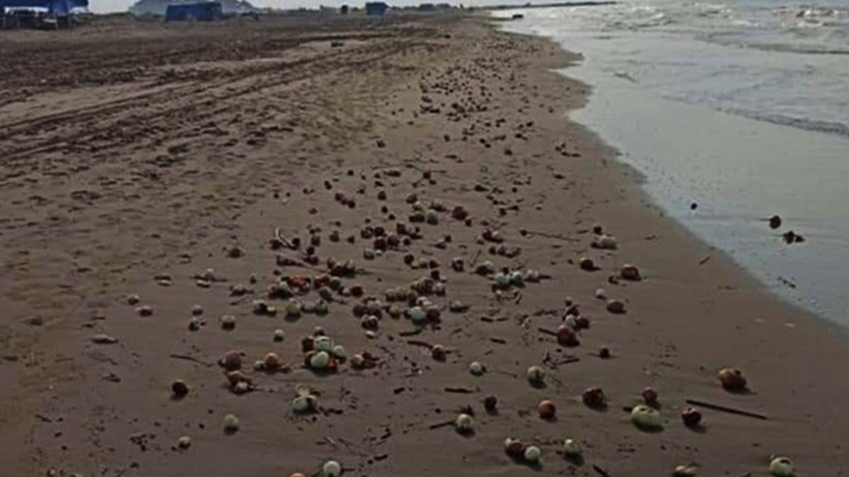 Adana'daki plajda soğanlar ne arıyor?