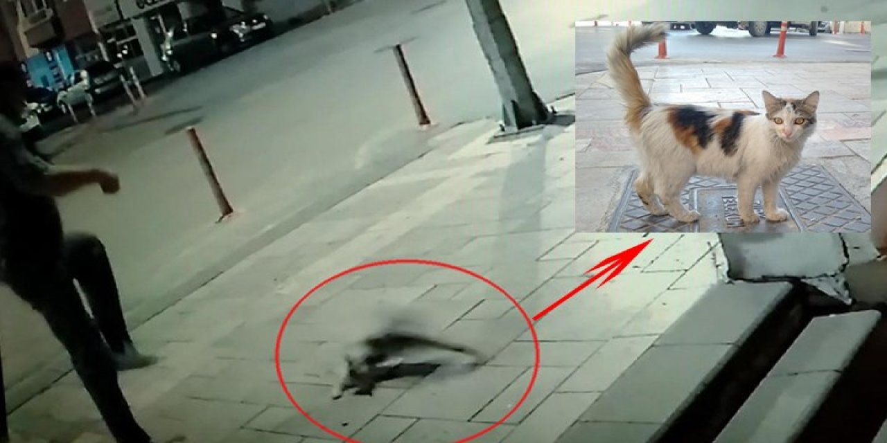 Kediyi tekmeleyen market sahibinden skandal açıklama