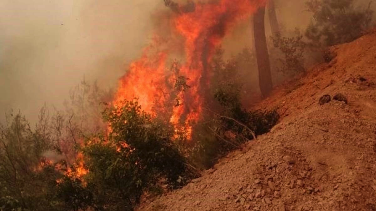 Adana'da orman yangını: 3 gözaltı