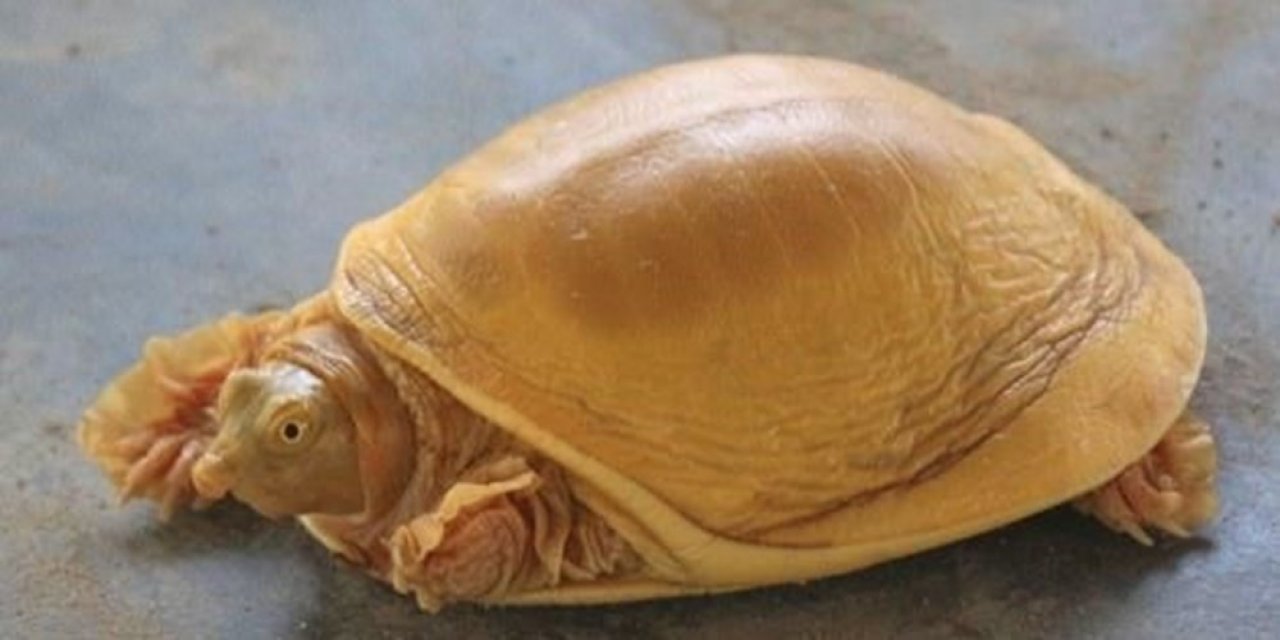 Dünyanın 5’inci altın renkli kaplumbağası bulundu
