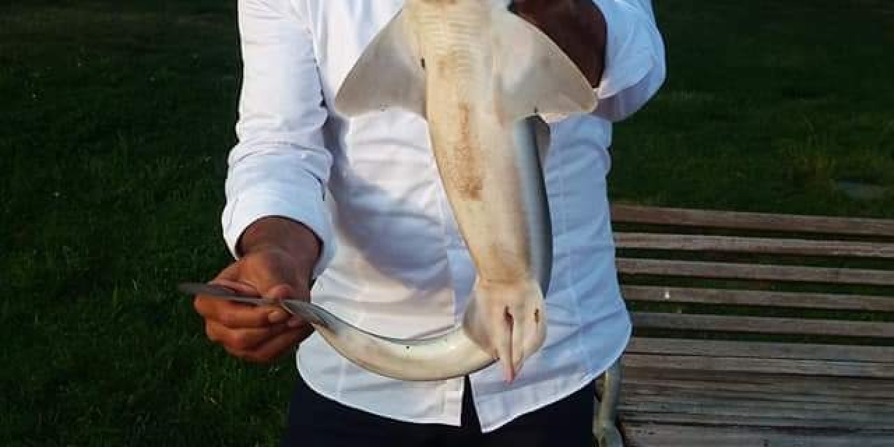 Köpek balıklarıyla hatıra fotoğrafı çekip denize saldı