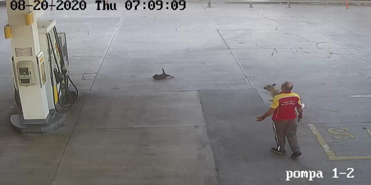 Yavru köpeği ezen sürücü, adli kontrolle serbest bırakıldı