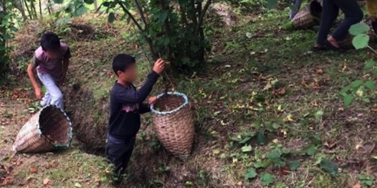Çocuk işçi fındık bahçesinde öldürüldü