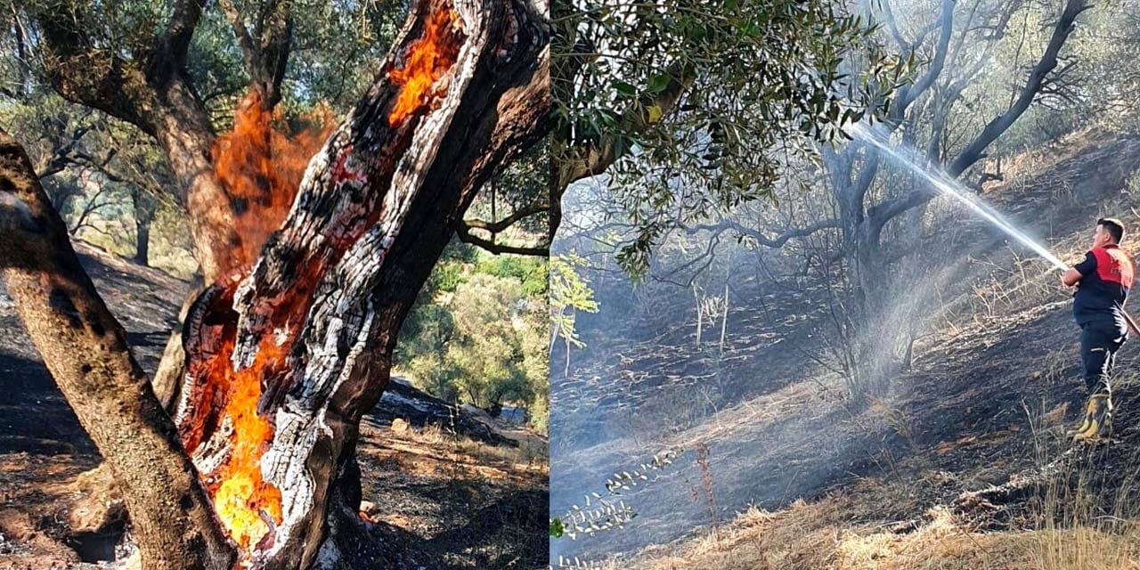 Nazilli'de zeytinlik alanda yangın