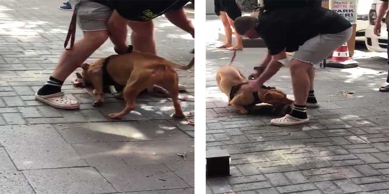 İstanbul'da pitbull dehşeti: Köpeği vurun -VİDEO