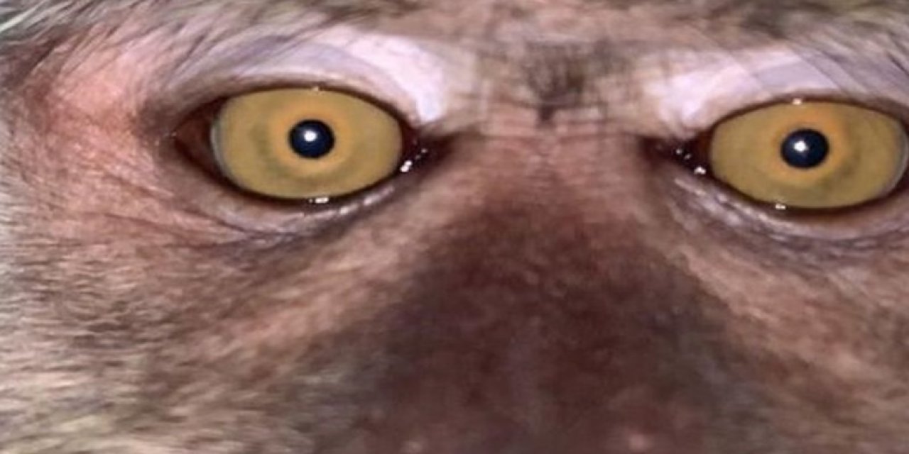 Kayıp telefondan çıktılar