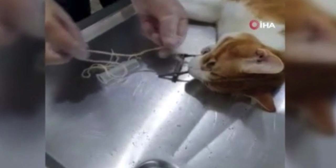 2 metrelik naylon ip yutan kediye endoskopi yapıldı