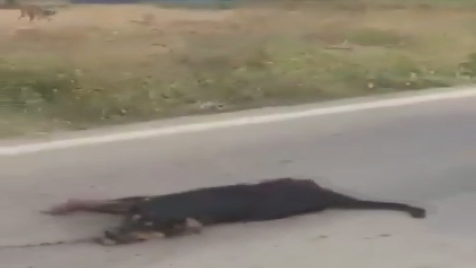 Silivri'de köpeği aracına bağladı, metrelerce sürükledi
