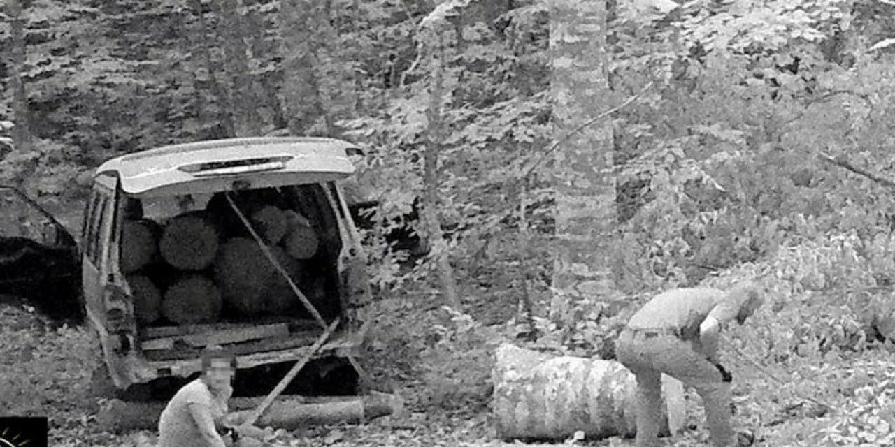 Skandal görüntüler: Fotokapanla yakalandılar