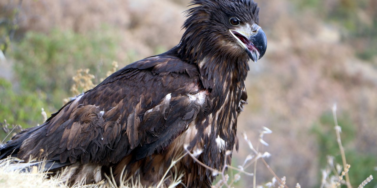 Ak kuyruklu kartal, bakım sonrası doğaya bırakıldı