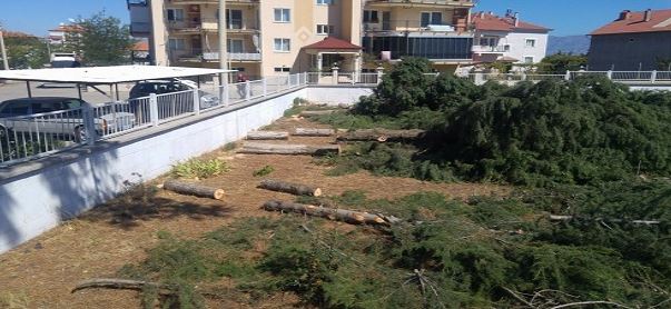 Denizli Acıpayam Meteoroloji İl Müdürülüğünden ağaç katliamı! 30 çam ağacını kestiler!