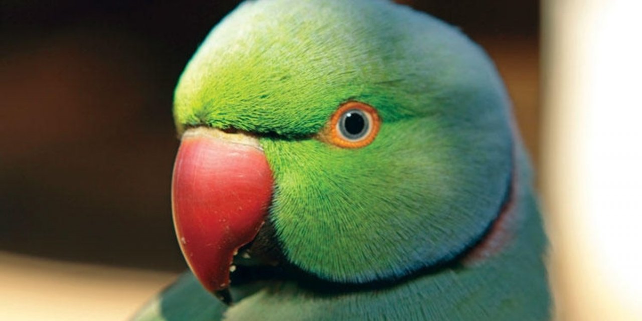 İstanbul'da yeşil papağan istilası