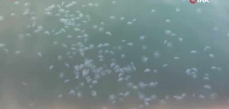 Denizanası istilası vatandaşları şaşırttı-ViDEO