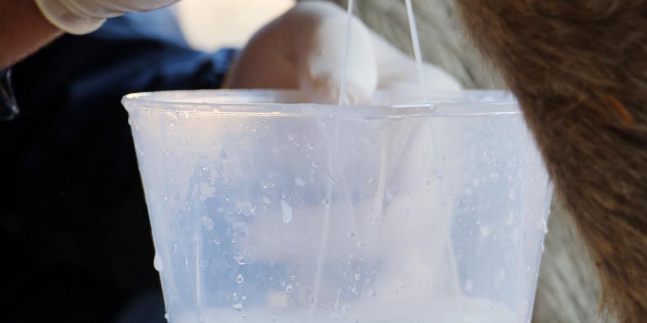 Şifa kaynağı olduğuna inanılıyordu, ölüme neden olabiliyor