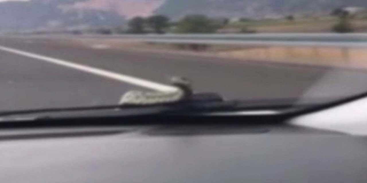 Seyir halindeki araçta yılan çıktı