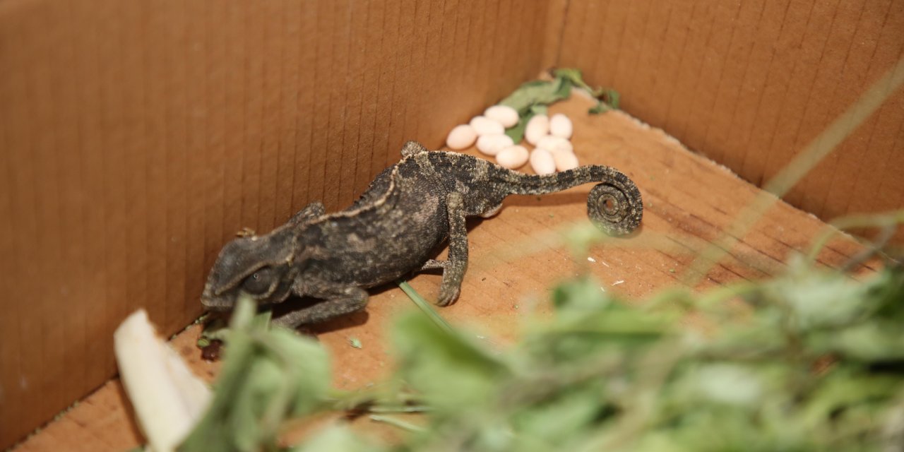 İşyerinin deposunda bukalemun buldu