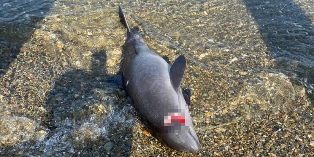 Yavru yunus başından vuruldu