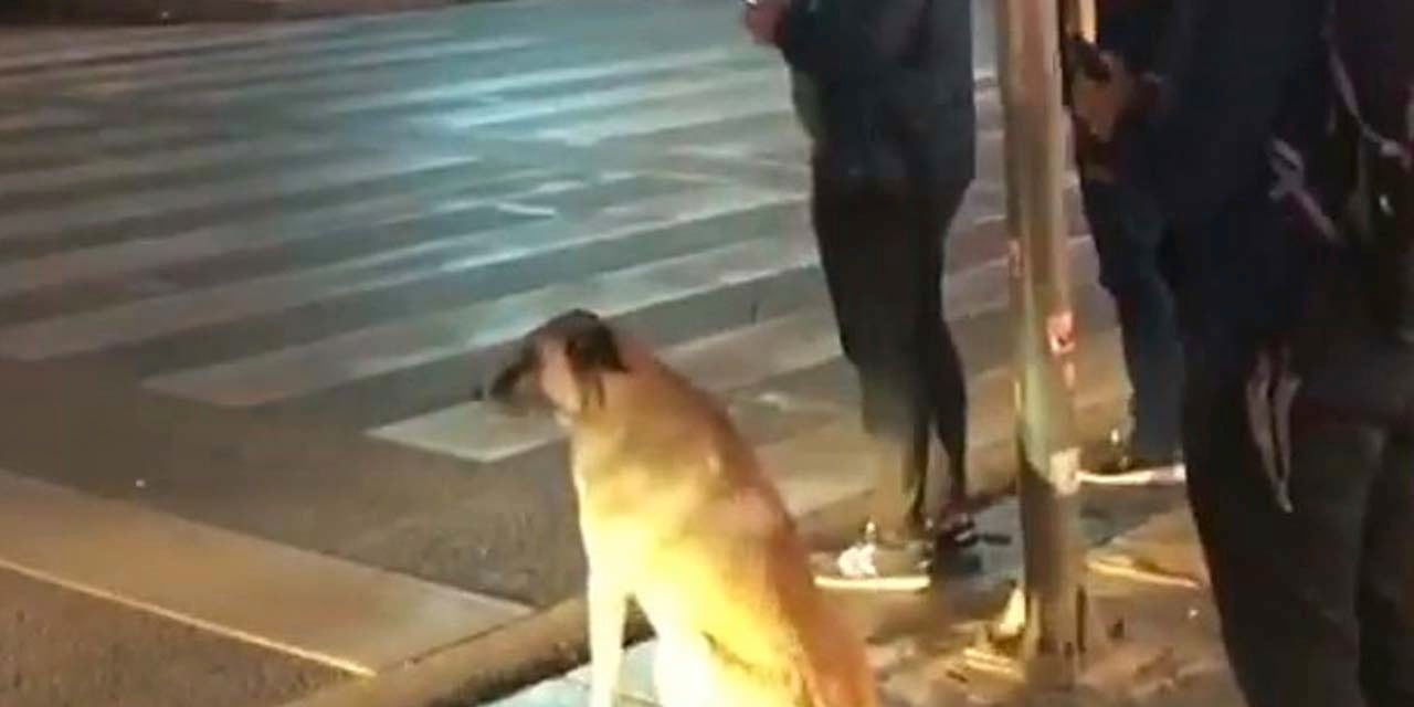Köpek karşıdan karşıya geçmek için ışıklarda bekledi