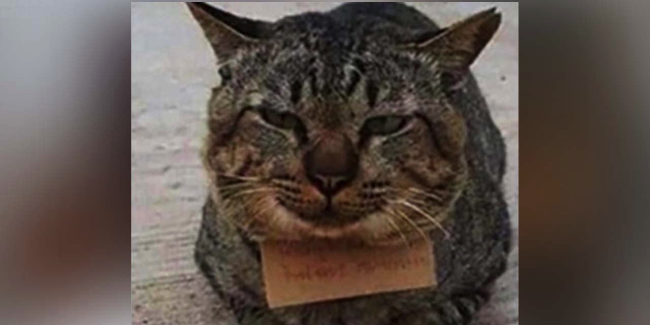 Evden kaçan kedi borçla döndü