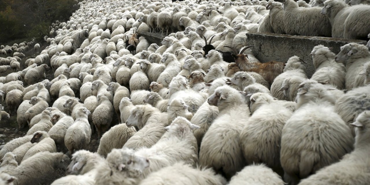 Sürüye kurt saldırdı, 31 koyun öldü