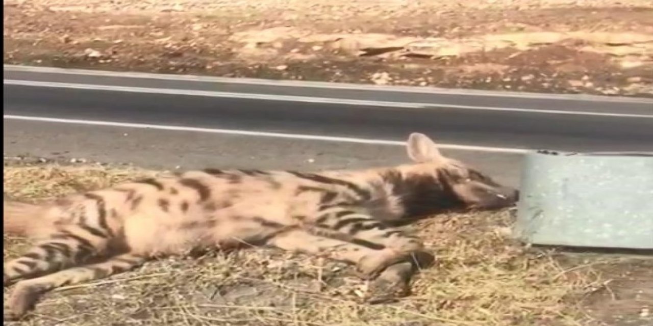 Aracın çarptığı sırtlan öldü