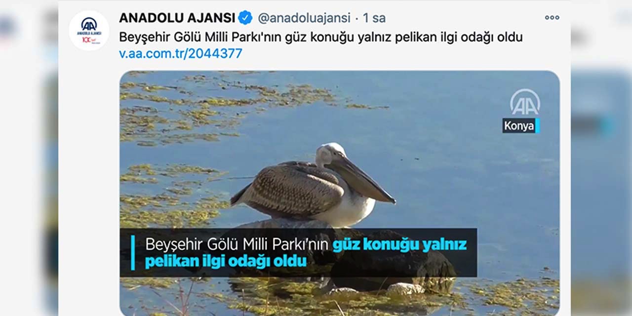 Anadolu Ajansı 'yalnız pelikan' haberi yaptı, sosyal medyada gündem oldu