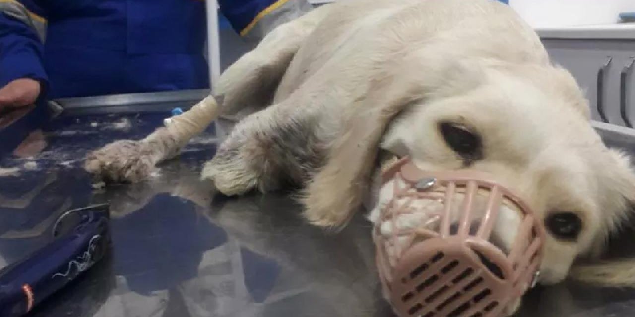 AKP'den bacakları kesilmiş halde bulunan köpeğe ilişkin açıklama