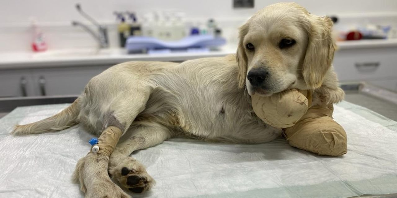 Patileri kesilen yavru köpek, hayati tehlikeyi atlattı
