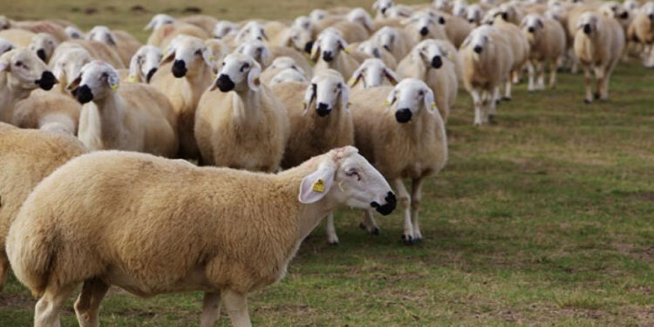 Koyun sürüleri karıştığı için çıkan kavgada 1 kişi öldü 2 kişi yaralandı