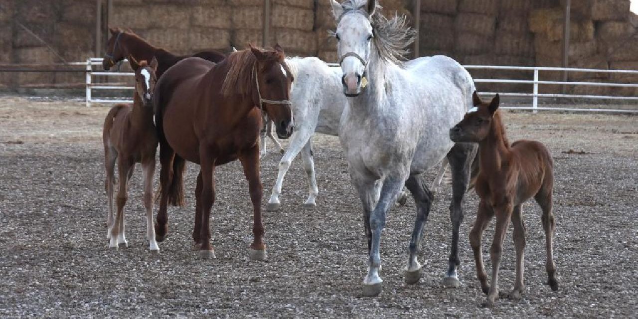 Türkiye'den Katar'a saf kan Arap atı spermi satışı