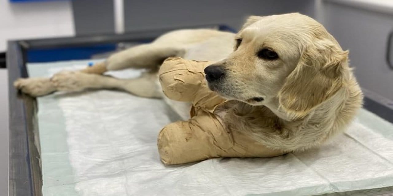 ''Patilerinin kesilen bedelinin 181 lira olduğunu Pamuk'a kim açıklamak ister?''