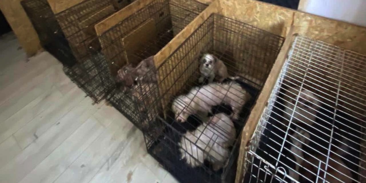 68 köpek bir bodrumda bulundu: Köpeklerin ses tellerinin kesildiği iddia edildi