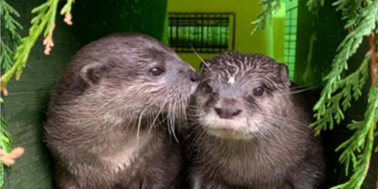 Su samurları eşlerini internetten buldu