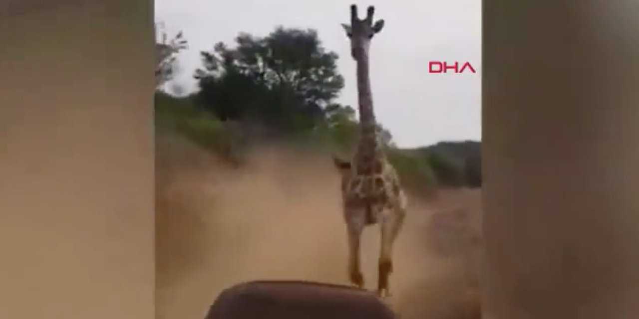 Kenya'da bir zürafa safariye çıkan turistlere saldırdı
