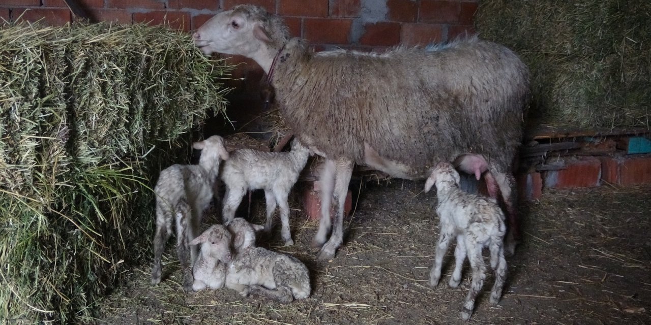 Bir koyun tek seferde 5 kuzu doğurdu