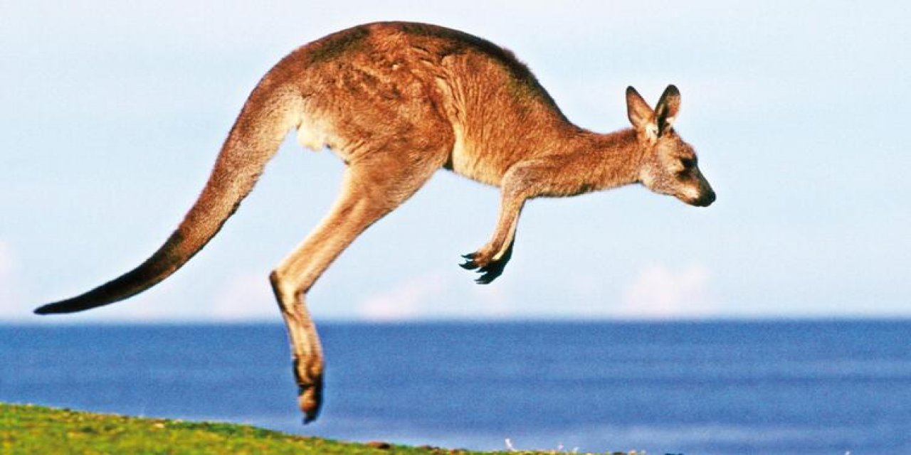 Kuyruğu üstünde durabilen kanguru viral oldu