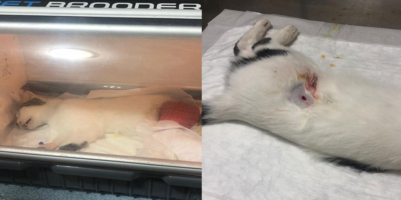 Tüfekle vurulan 'Köpük' isimli kediye platin takıldı