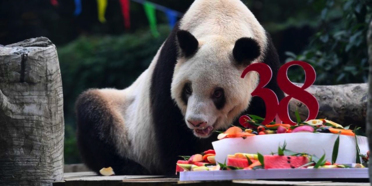 Dünyanın en yaşlı pandası hayatını kaybetti